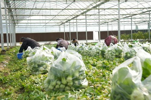 漫長(zhǎng)的季節(jié)里，反復(fù)愛(ài)上豎新鎮(zhèn)的植物提取物研發(fā)